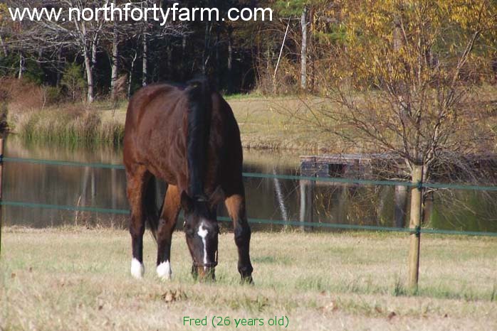 here is a green electric fence tape for horses