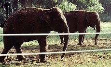 elephants behind electric fence for horses