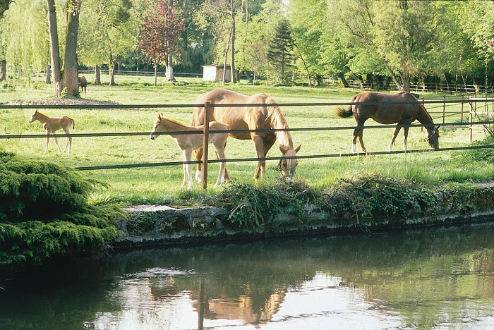 horse fence: it must protect against any dangerous neighborhood